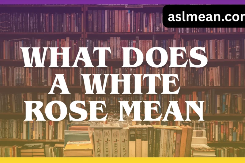 What Does a White Rose Mean? The True Symbolism, Emotions, and Real-Life Usage Explained