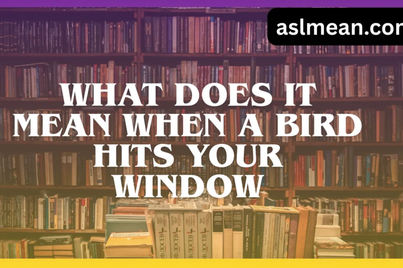 WHAT DOES IT MEAN WHEN A BIRD HITS YOUR WINDOW?